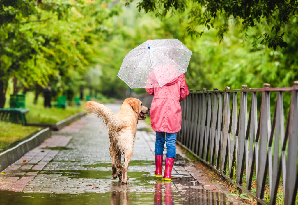 下雨狗狗也需要運動