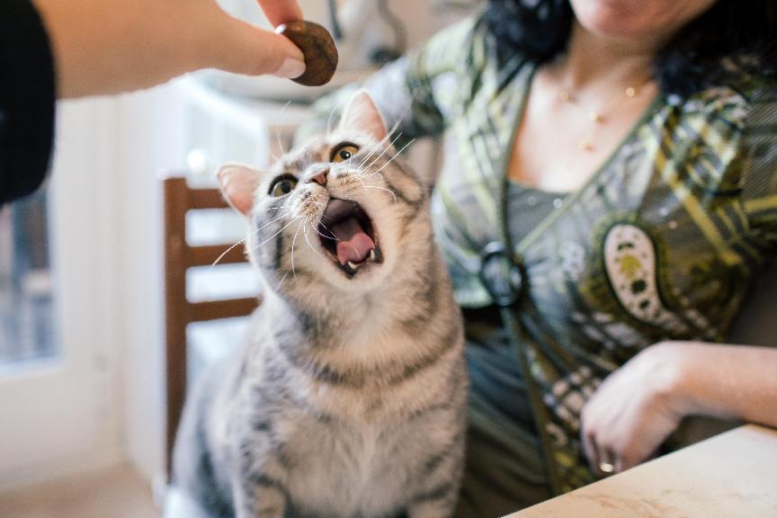 如何挑選出最適合貓咪的飼料？