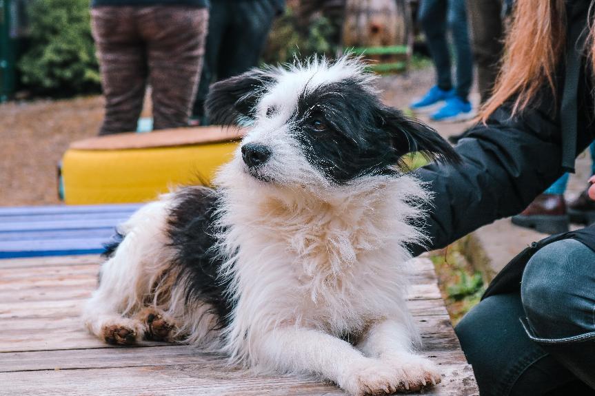 邊境牧羊犬是最聰明的狗品種