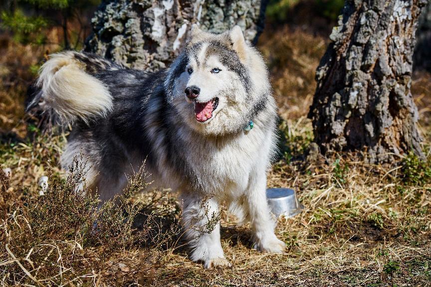 挪威埃爾昆德犬