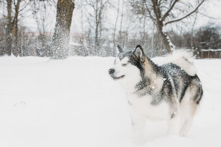 阿拉斯加雪橇犬