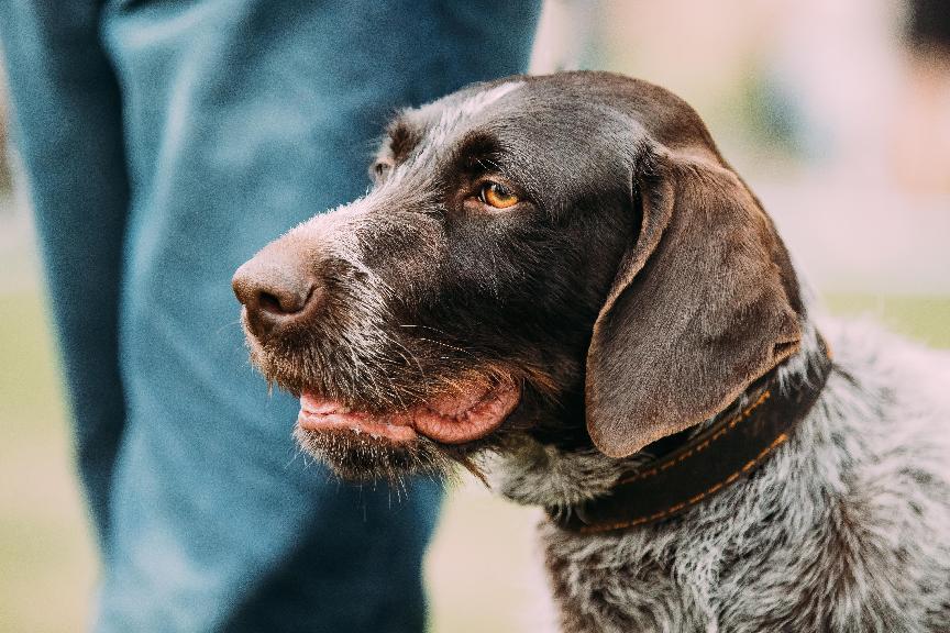 德國短毛指示犬