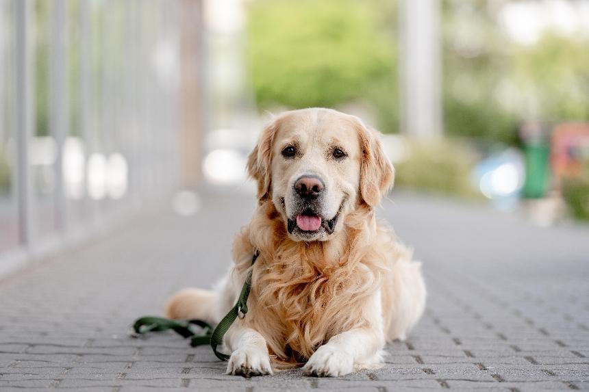 黃金獵犬