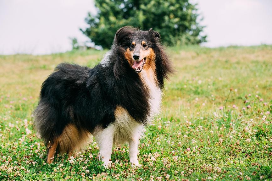 喜樂蒂牧羊犬