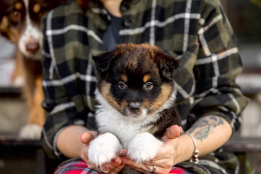 母幼犬結紮