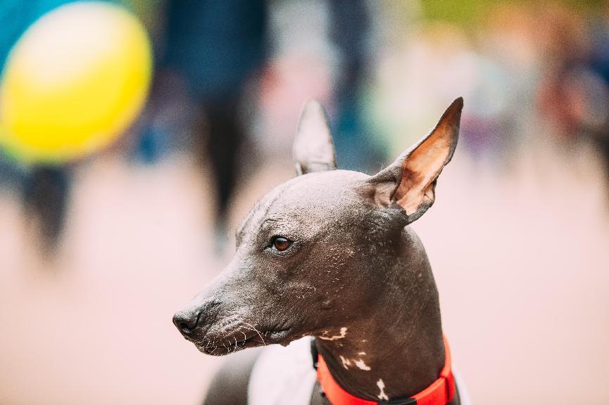 義大利靈緹犬