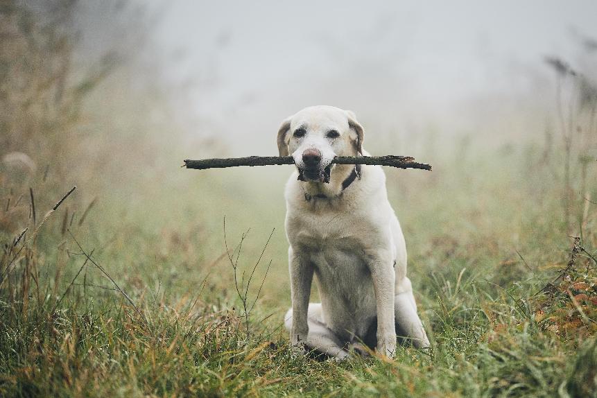 拉布拉多獵犬