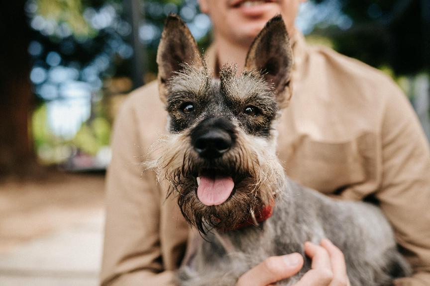 史納莎犬