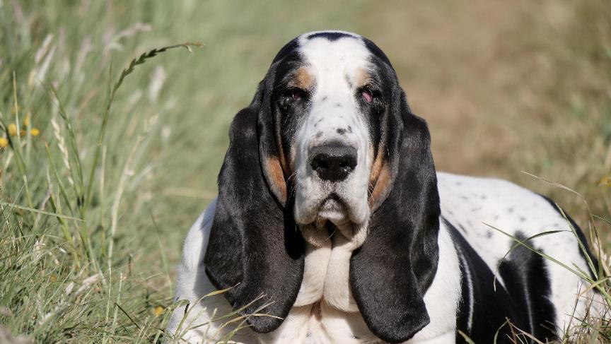 巴吉度獵犬