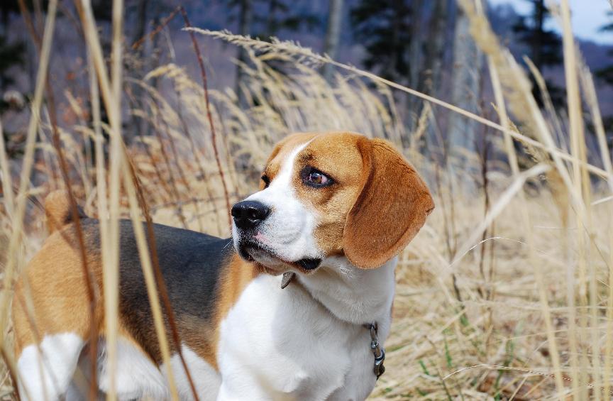 米格魯犬