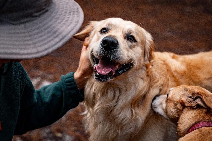 黃金獵犬