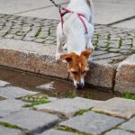 幼犬一直喝水正常嗎？幼犬過量飲水原因&3大應對方法