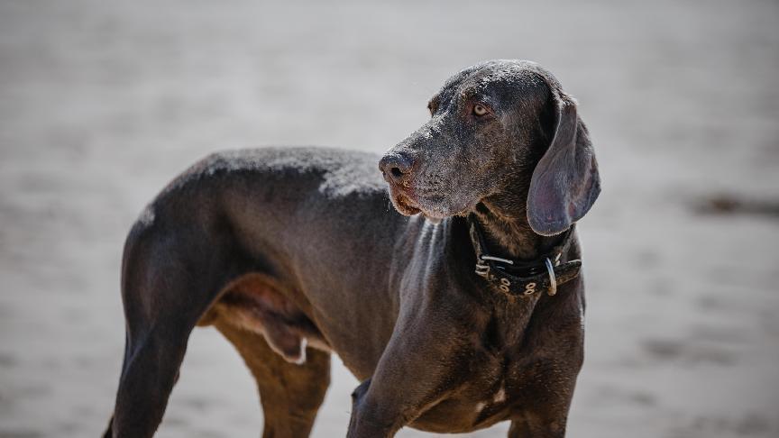 【威瑪犬】一文了解威瑪犬壽命、個性&4大飼養須知