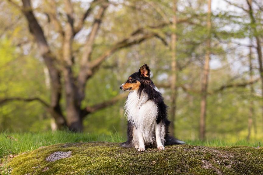 比邊牧更好的選擇？喜樂蒂牧羊犬壽命、個性&與其他犬種對比