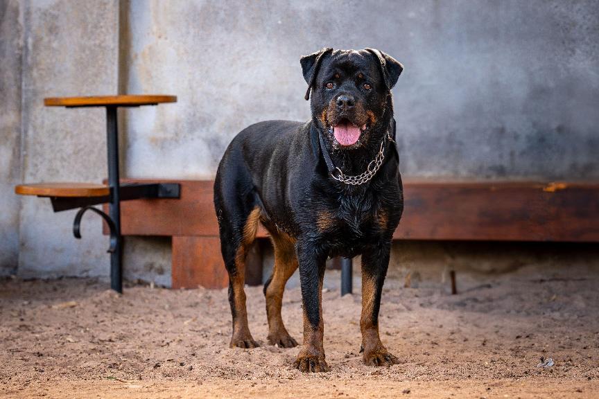 【挪威那犬】一文了解挪威那犬價格、認養&飼養需知