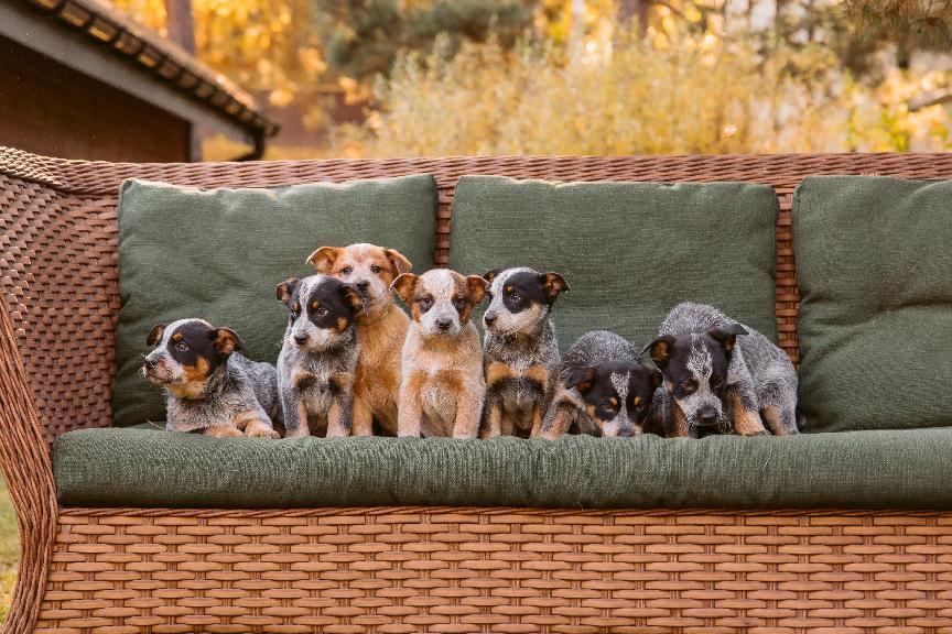 【幼犬照顧懶人包】幼犬餵食、訓練&疫苗種植指南