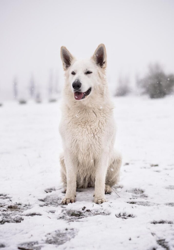 瑞士牧羊犬好養嗎？飼養瑞士牧羊犬前你需要知道的5種缺點