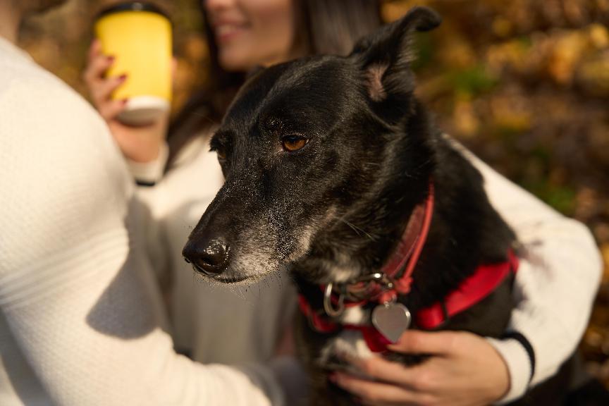 【母幼犬結紮照顧】母幼犬結紮如何照顧？一文看懂5大要點