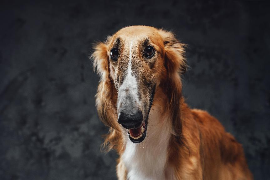 薩路基獵犬好養嗎？台灣稀有犬種薩路基獵犬價格、個性&照顧指南