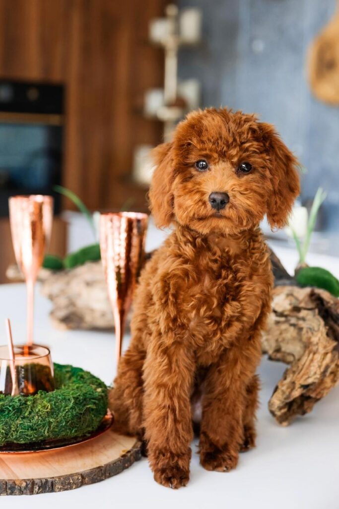 迷你貴賓好養嗎？小型犬中的捲毛天使！迷你貴賓價格、個性&飼養